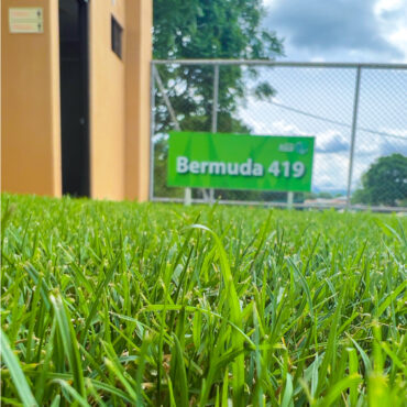 [ZBT-M2] ZACATE BERMUDA TIFWAY O 419 (M²)