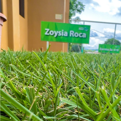 [ZZR-M2] ZACATE ZOYSIA ROCA (M²)